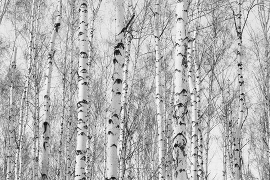Fototapeta Black and white photo of birch grove in autumn as beautiful black-and-white wallpaper