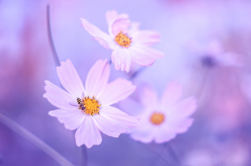 Delicate flowers of a kosmeja with a bee. Beautiful toning.