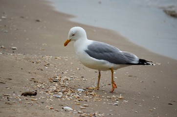 Möwe