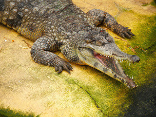crocodile