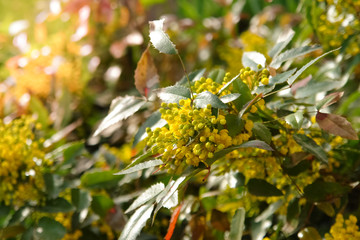 Yellow spring flowers