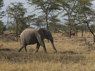 Fototapeta premium Side view of an elephant, Kenya, Africa