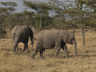 Fototapeta premium Dwa słonie w Kenii, w Afryce