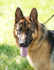 A portrait of a thoroughbred dog in nature