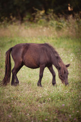 A brown foal eats grass on the feald