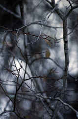 Höstväder, lännersta, nacka, vass, www.mbfoto.se. sverige, stockholm, naturbild