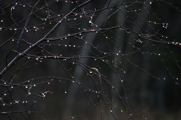 Höstträd
