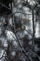 Höstblad,nacka, vass, www.mbfoto.se. sverige, stockholm, naturbild