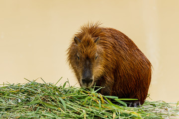 ig Capybara (hydrochoerus hydrochaeris) in the zoo