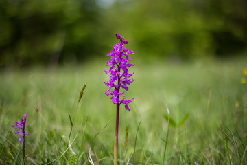 Obraz premium After the rain, the sun shone flowers in nature in the meadow, a drop of water on purple flowers