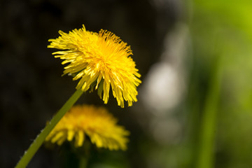 A beautiful closeup of yellow dandelions in spring