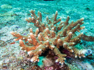 Fototapeta na wymiar Bleaching coral