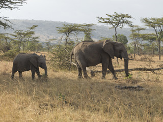 A side view of a mother elephant and her calf, Kenya, Africa