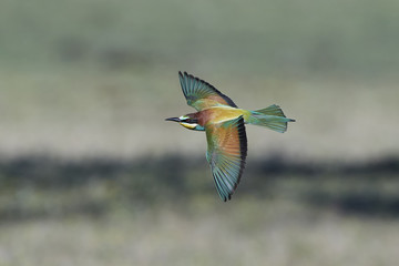 European bee-eater (Merops apiaster)
