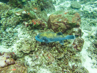 Puffer fish in nature ocean © NIPATHORN