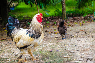 Colourful roster in nature farm with hen