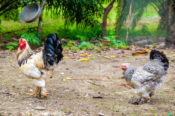 Colourful roster in nature farm with hen