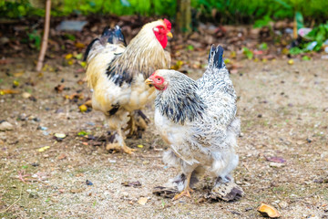 Colourful roster in nature farm with hen