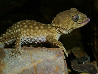 Northern Spiny Knob Tail Gecko