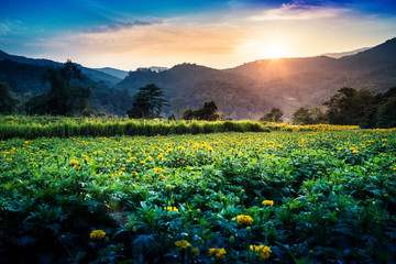 Obraz premium Yellow Flower Field Evening sunset. flower garden. Yellow flower field marigold