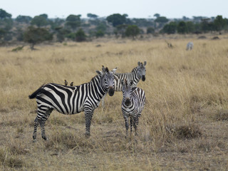 Fototapeta na wymiar Three zebra's standing in a field, Kenya, Africa