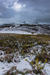 Mountain with trees and snow on a stormy day