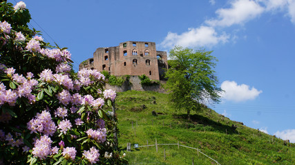 Rhododendron vor der Burgruine Frankenstein, Pfälzer Wald