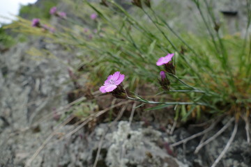 beautiful tiny flower on a rock