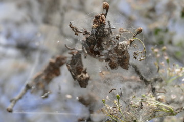 tree branch covered with spider web