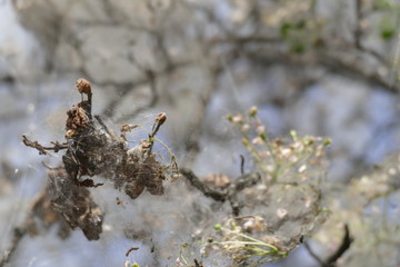 tree branch covered with spider web