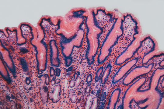 Cell microscopic- pyloric section stomach dog