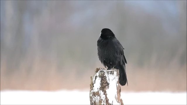 Common raven (Corvus corax) 
