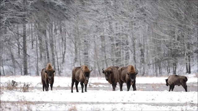 European bison (Bison bonaus)