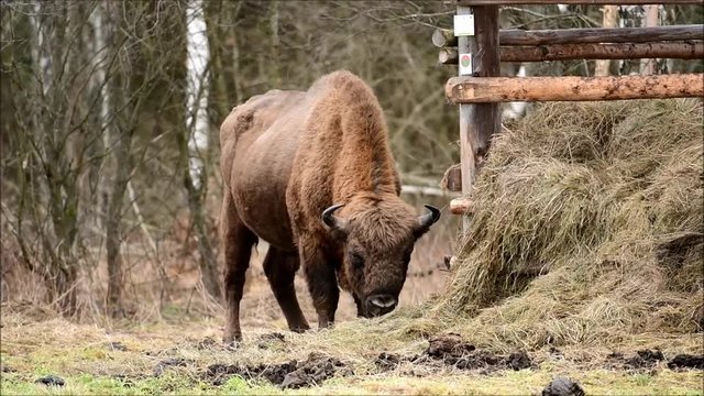 European bison (Bison bonaus)