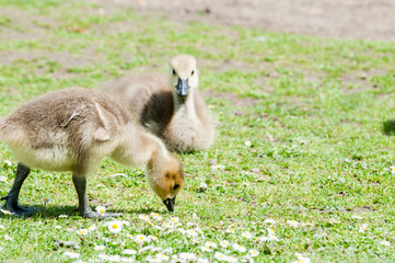 Young baby bird eating grass outside