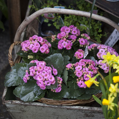 the Pink Kalanchoe in an aluminum bucket in a wicker basket as a garden ornament.