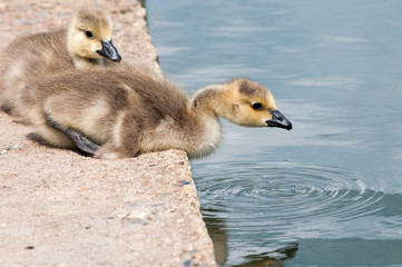baby birds sitting by water on the river bank