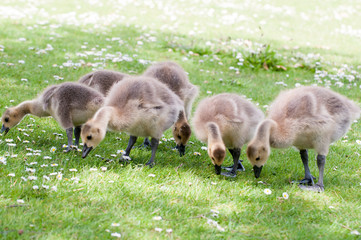 Young baby bird eating grass outside