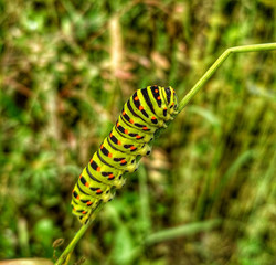 Caterpillar Getting Ready to Transform