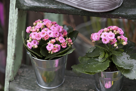 the Pink Kalanchoe in an aluminum bucket on wooden steps as a garden decoration