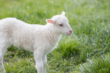 Lämmchen (Ovis) Lamm