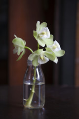 White orchid with a greenish tinge in a glass bottle on a claret background