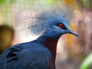 Pigeon à tête couronnée
