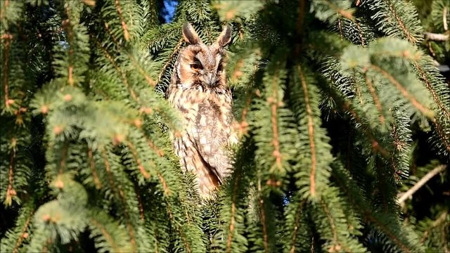 Long eared owl (Asio otus)