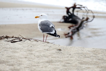 Möwe am Carmel River