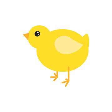 Cartoon chicken vector illustration. Yellow chick bird isolated on white.