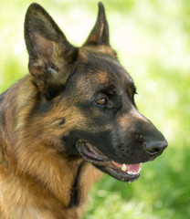 A portrait of a thoroughbred dog in nature