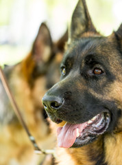 A portrait of a thoroughbred dog in nature