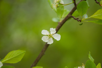 Beautiful wild fruit tree blossoms on a natural background.
