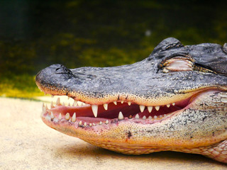 Crocodile